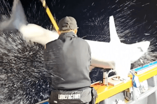 Huge 7-foot shark leaps onto boat in South Korea