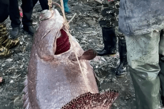 Fisherman catches 224-pound grouper — and sells it for $1,760