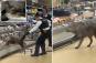 Wild coyote yanked from refrigerated section of Aldi supermarket: shocking video