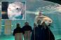 Japanese aquarium places cardboard cutouts of people near sunfish tank to cure its loneliness