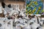 Over 200 snow geese in Pennsylvania wiped out as expert fear 'something worse' while bird flu infections soar