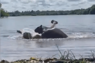 Terrified swimmer attacked by capybara while lounging in lake