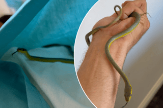 Snake catcher wrangles scaly intruder trying to nap inside  pillowcase