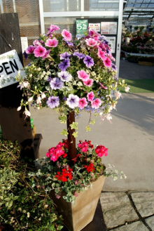 ガーデニング福岡県元気で活きの良い植物専門店オニヅカバイオシステム