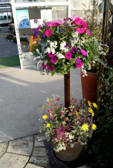 ガーデニング福岡県元気で活きの良い植物専門店オニヅカバイオシステム