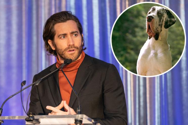 Jake Gyllenhaal (L) and a harlequin Great Dane