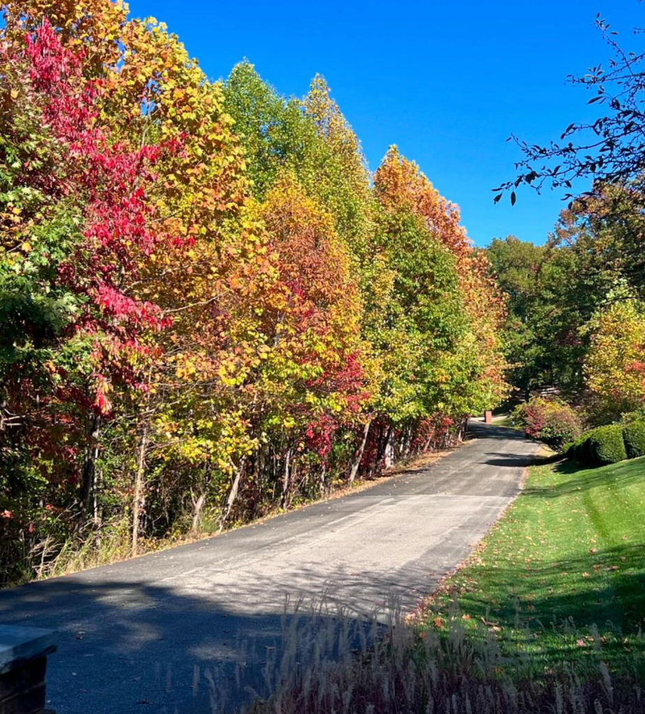 Photos uploaded by the actress showed the changing trees during fall.