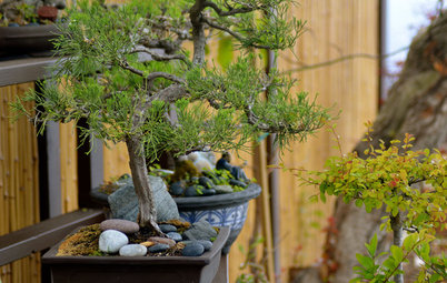 Little by Little: Why Growing a Bonsai Could Change Your Life