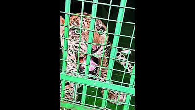 Leopard kills 5-yr-old in Udaipur