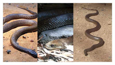 10 deadliest snakes in Australia and know their venom toxicity