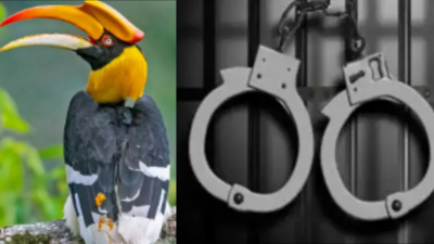 4 hornbill birds found hidden in luggage rescued at Mumbai airport; 2 passengers held