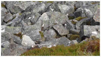 Optical illusion: Only those with sharp vision can spot a bird hiding among the rocks