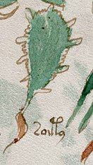 La etiqueta de esta planta (f100r) podría leerse como nāshtli, una variante de nōchtli, el nombre nahuatl para el fruto del nopal.[71]​