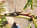 Spines on this Acacia grow below the leaves (the stem is sideways in the picture)