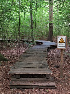 A boardwalk in a forest