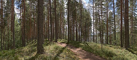 Leivonmäki vedeyaf gerd