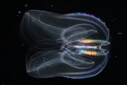 Comb jelly