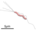 La structure de Helicobacter pylori.