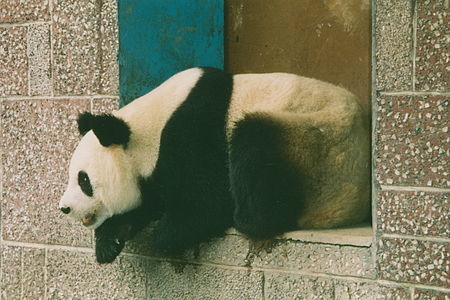 Panda au Zoo.