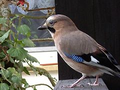 Eurasian jay