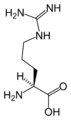 L-ஆர்ஜினின் (Arg / R)