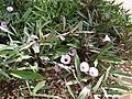 Батат (Ipomoea batatas), Maui Nui Botanical Garden.