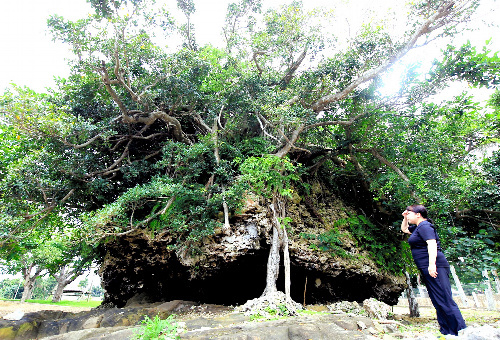 明和八重山地震や2000年前の津波など複数回の津波で打ち上げられたサンゴの塊「津波大石」。大きさは約10メートル、推定1千トン。海岸から約100メートルの所にある。3月、国の天然記念物に指定された＝12日、沖縄県石垣市