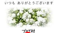 ブログランキング・にほんブログ村へ