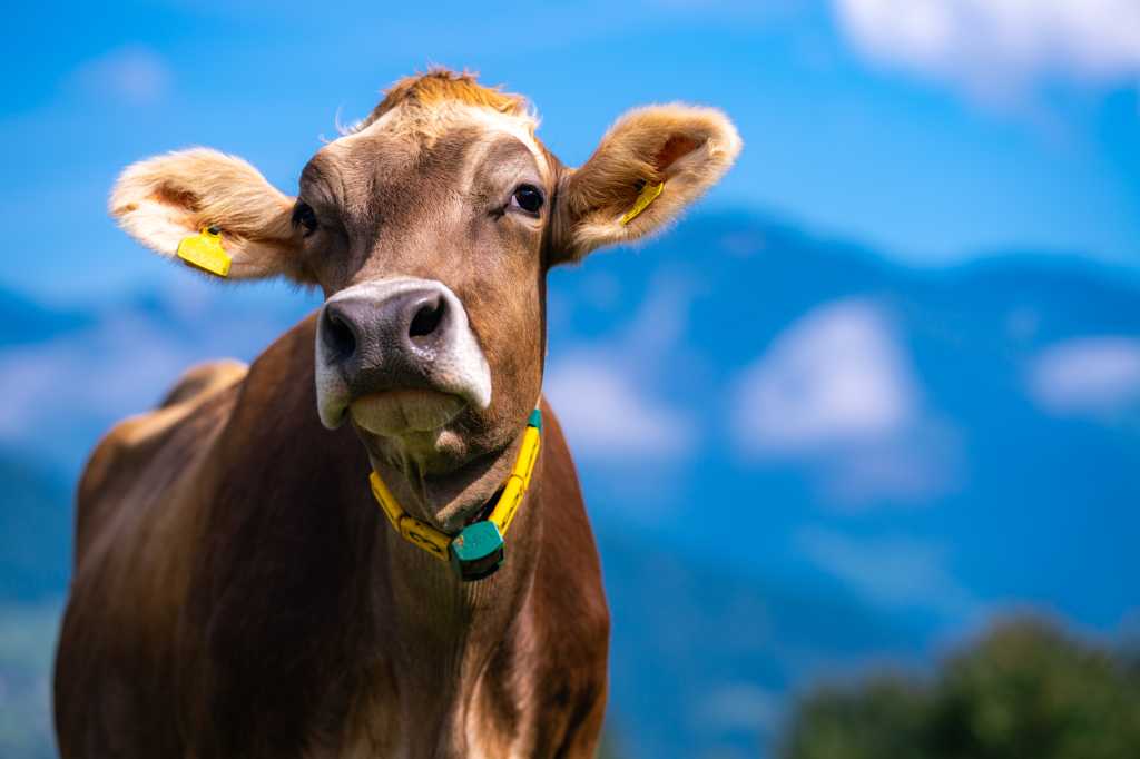 Cow pasture in Alps. Cows in pasture on alpine meadow in Switzerland. Cow pasture grass. Cow on green alpine meadow. Cow grazing on green field with fresh grass. Swiss cows. Cows in a mountain field.