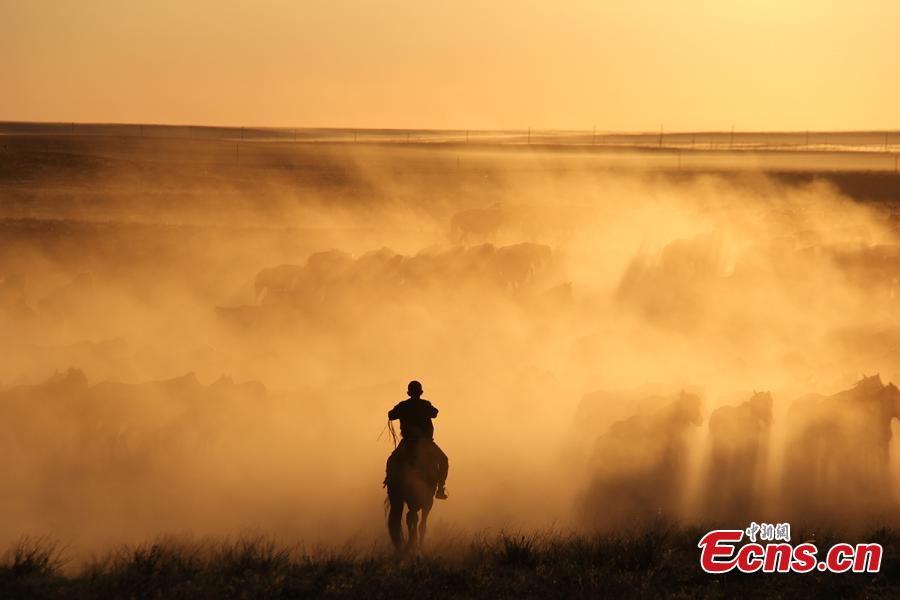 A man rides with a herd of horses at sunset at a grassland in Jeminay County, Northwest China’s Xinjiang Uyghur Autonomous Region. Locals mainly herd livestock for a living. As temperatures rise, herdsmen are starting to move their livestock to summer pastures. (Photo: China News Service/Meng Ruili)