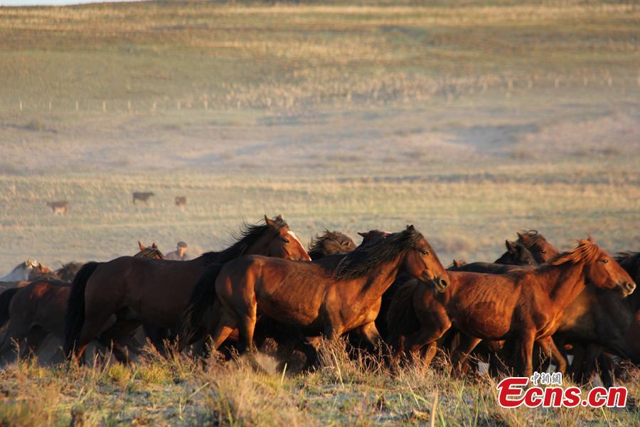 A man rides with a herd of horses at sunset at a grassland in Jeminay County, Northwest China’s Xinjiang Uyghur Autonomous Region. Locals mainly herd livestock for a living. As temperatures rise, herdsmen are starting to move their livestock to summer pastures. (Photo: China News Service/Meng Ruili)