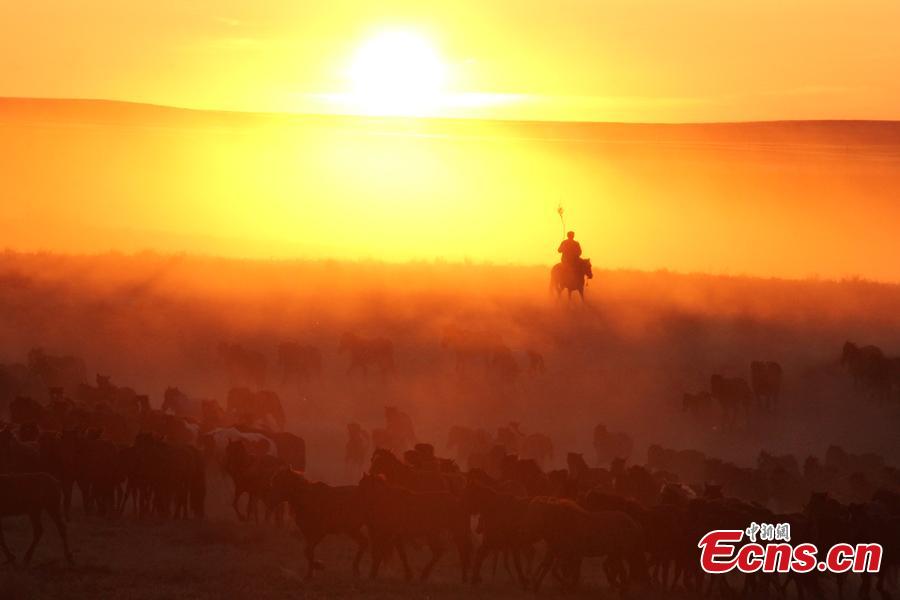 A man rides with a herd of horses at sunset at a grassland in Jeminay County, Northwest China’s Xinjiang Uyghur Autonomous Region. Locals mainly herd livestock for a living. As temperatures rise, herdsmen are starting to move their livestock to summer pastures. (Photo: China News Service/Meng Ruili)