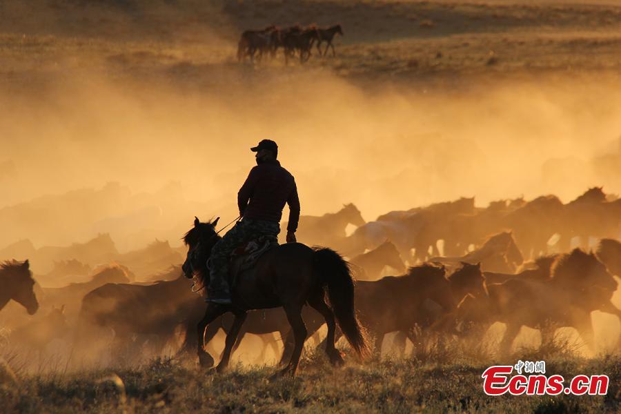 A man rides with a herd of horses at sunset at a grassland in Jeminay County, Northwest China’s Xinjiang Uyghur Autonomous Region. Locals mainly herd livestock for a living. As temperatures rise, herdsmen are starting to move their livestock to summer pastures. (Photo: China News Service/Meng Ruili)