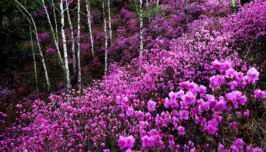 Check out the spectacular views along a 180-kilometer road in Chengde, North China\'s Hebei Province. Named \