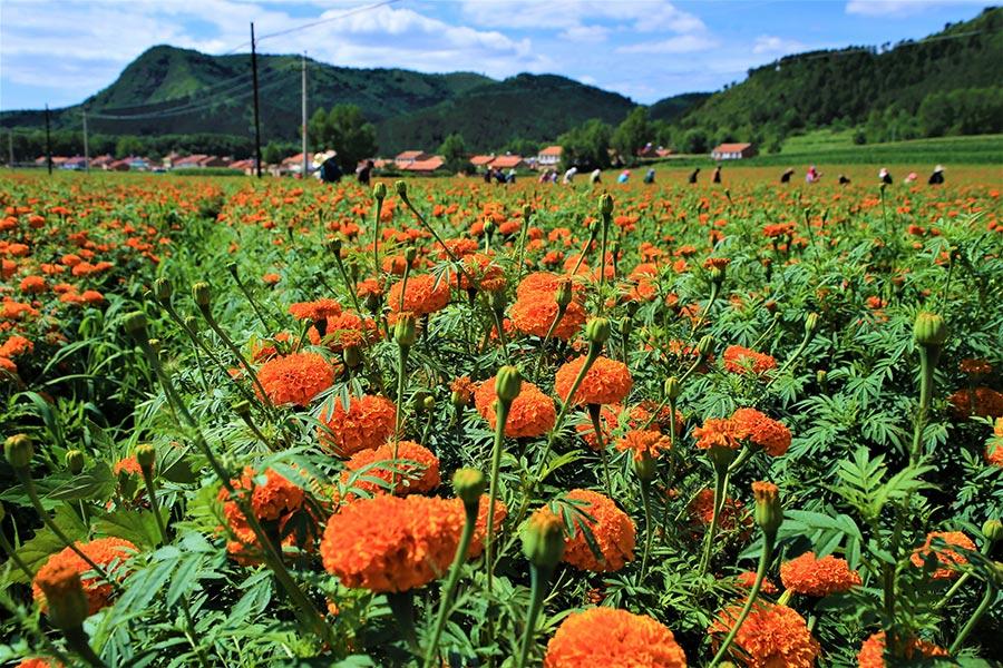 Check out the spectacular views along a 180-kilometer road in Chengde, North China\'s Hebei Province. Named \