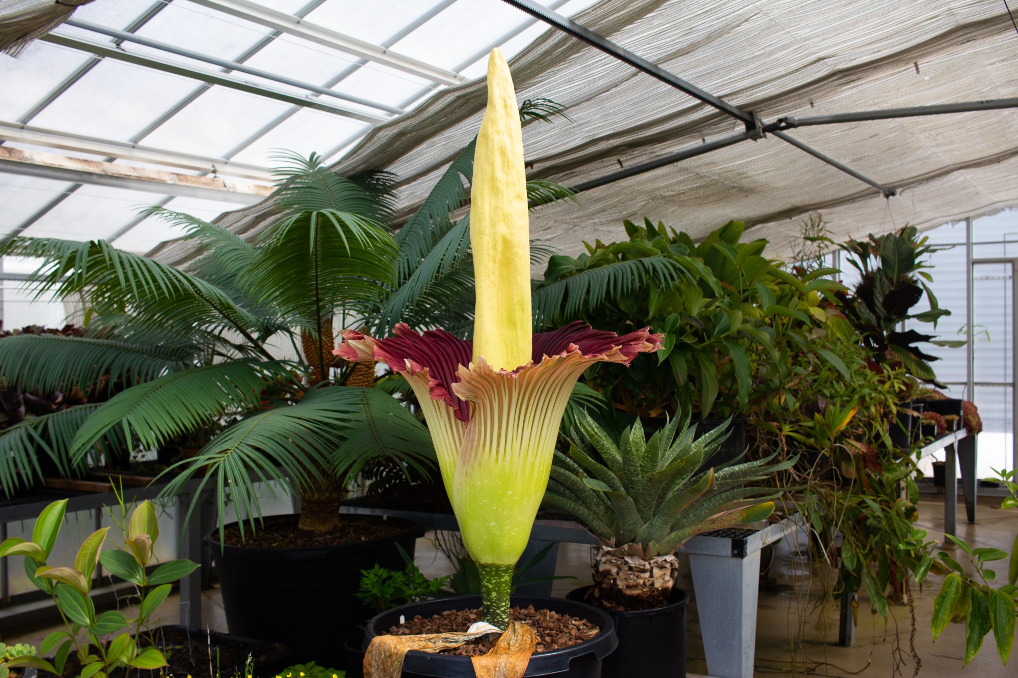 "Phil," Cal State Long Beach's celebrity corpse flower bloomed for its second time Monday evening, June 15, 2021 after a two year hiatus since its first show. The smell can be described as dirty laundry, excessive body odor, or as its more grim namesake like rotten flesh. (Hunter Lee, Press-Telegram/SCNG)