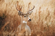 Oregon will receive $33 million in federal funding to construct a wildlife crossing over Interstate 5 south of Ashland to help drivers avoid wildlife collisions.