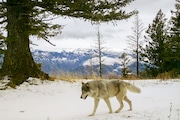 A wolf from the Snake River Pack passes by a remote camera in eastern Wallowa County.