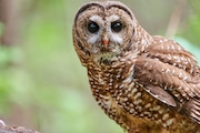 Oregon lawmakers are calling on the incoming Trump administration to nix a plan to kill nearly half a million barred owls on the West Coast, citing the cost and infeasibility.