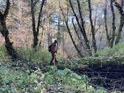 Oregon beaver biologist Conrad Ely wades through icy Carlson Creek in Tillamook State Forest to look for beaver dams, dens and gnawed branches. Ely spent the fall surveying the creek and other nearby sites, part of a statewide effort to find and restore beaver habitat and bring back the beneficial animals to Oregon.