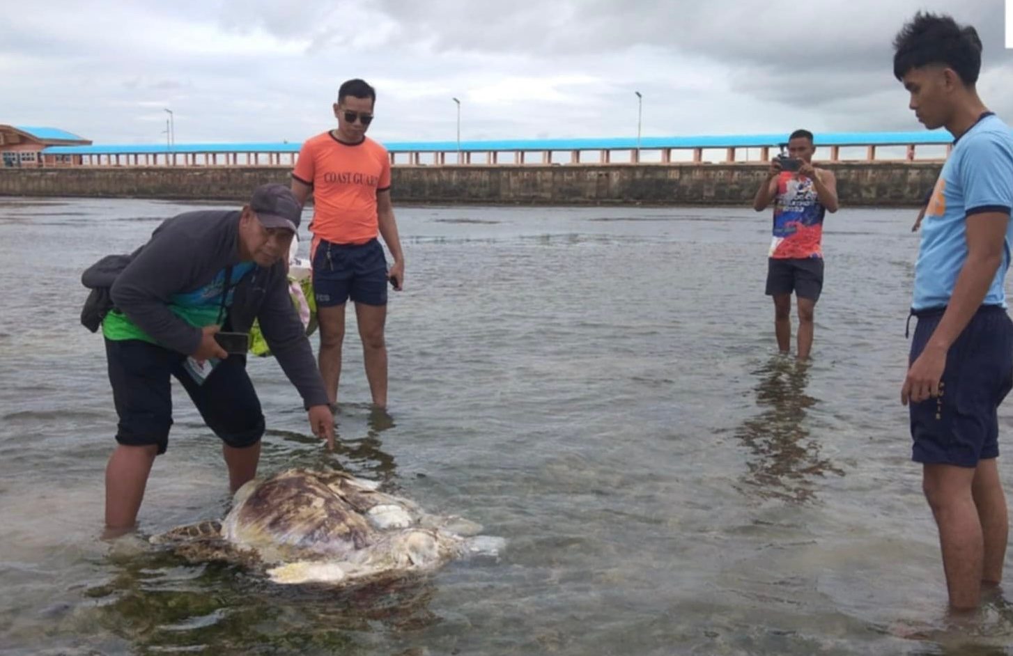 Cebu wildlife rangers, coastguard find dead green sea turtle along Olango Island port