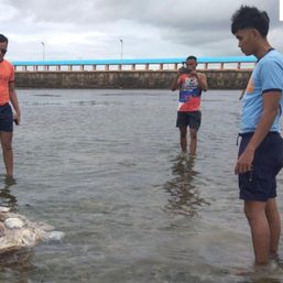 Cebu wildlife rangers, coastguard find dead green sea turtle along Olango Island port