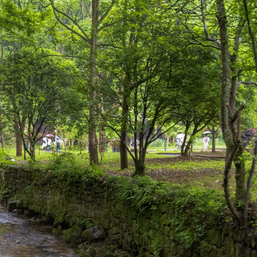 Rain falls softly in Golden Whip Stream