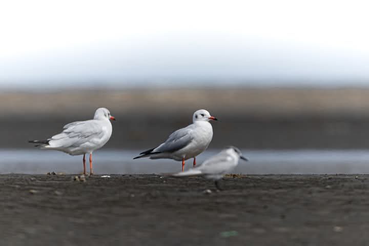 black-headed gulls