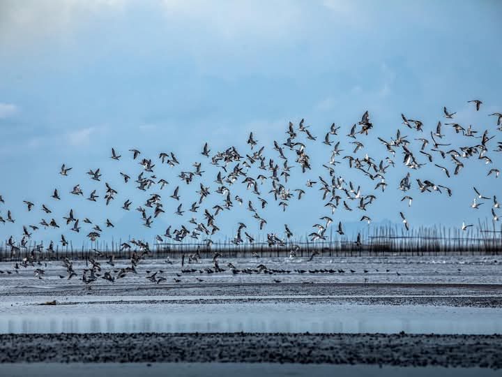 Cadiz wetlands draw migratory gulls, strengthening case for Ramsar designation