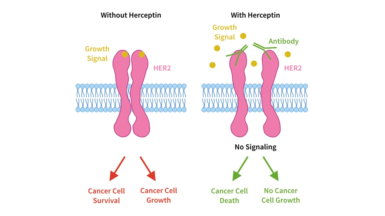 Human epidermal growth factor receptor 2 (HER2)