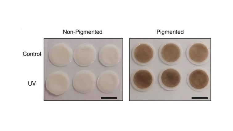 Engineered Pigmented Skin Equivalents Reveal UV Protection Mechanisms