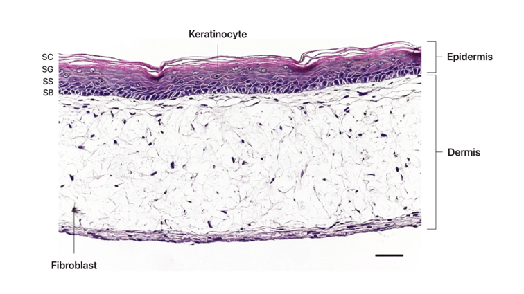 REPROCELL's Advanced Skin Tissue Engineering