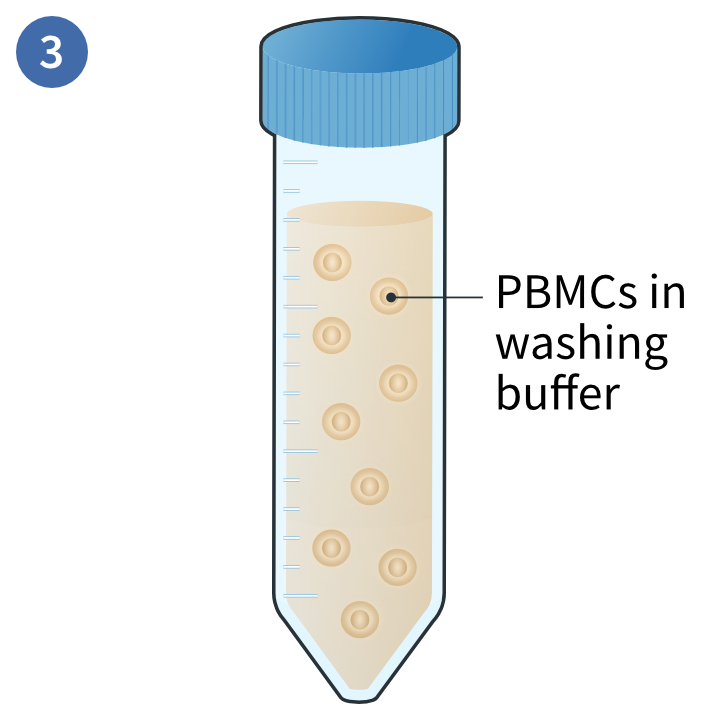 Whole blood plus density gradient
            media