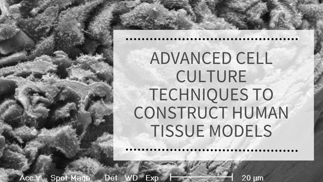 WEBINAR: The development and application of advanced cell culture techniques to construct models of human tissues